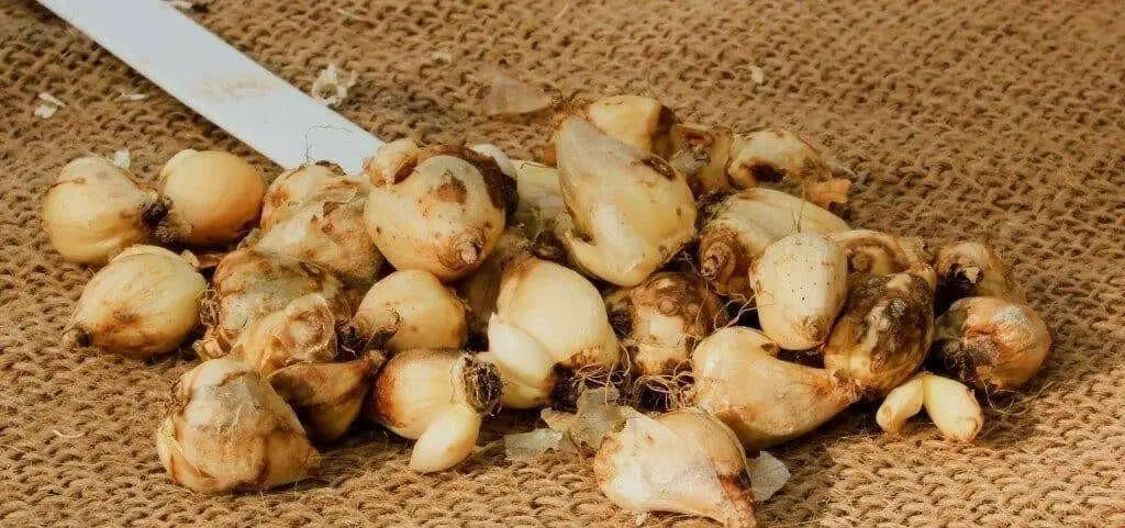 Chionodoxa luciliae Bulbs, Blue Glory of snow , - Caribbean garden seed