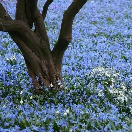 Chionodoxa luciliae Bulbs, Blue Glory of snow , - Caribbean garden seed