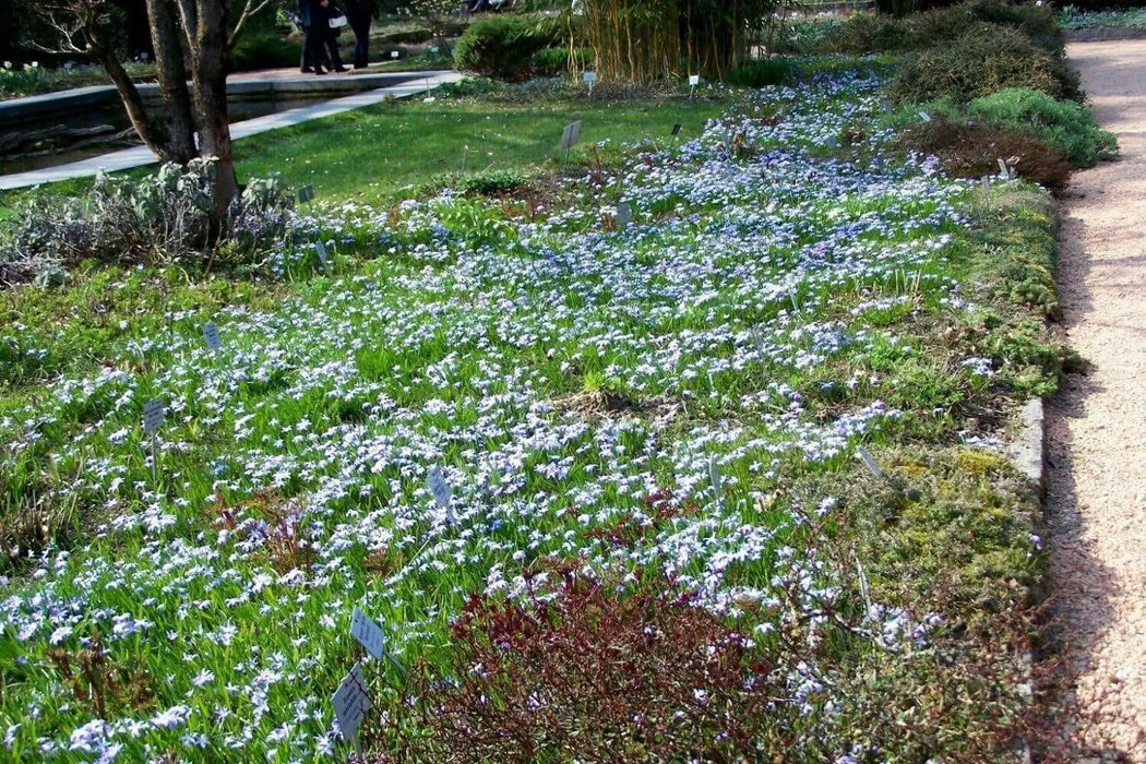 Chionodoxa luciliae Bulbs, Blue Glory of snow , - Caribbean garden seed