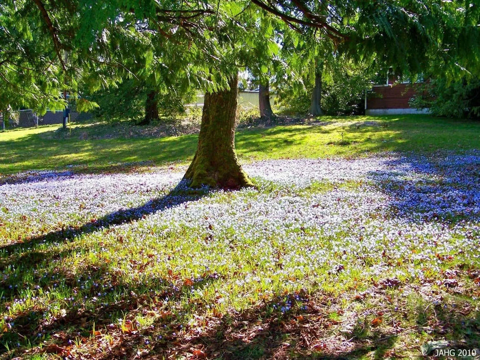 Chionodoxa luciliae Bulbs, Blue Glory of snow , - Caribbean garden seed