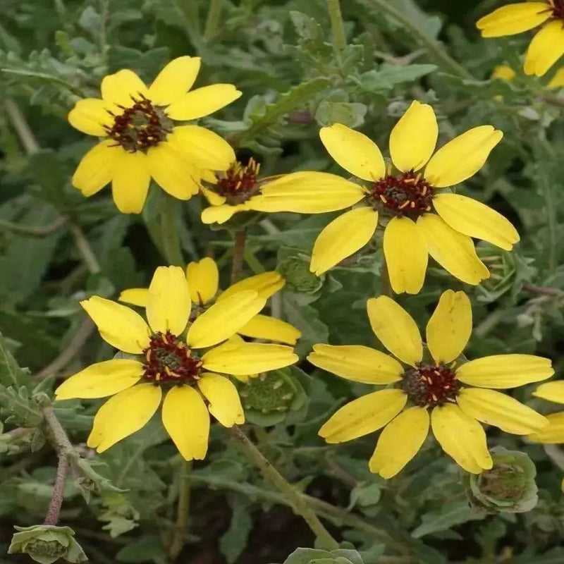 Chocolate  Flowers (BERLANDIERA lyriata ) 10 Seeds - Green Eyes ,Chocolate Drop, - Caribbean garden seed