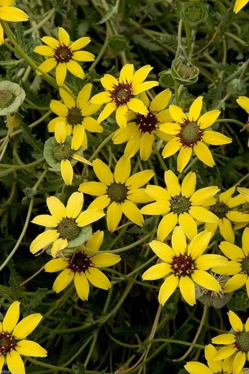 Chocolate  Flowers (BERLANDIERA lyriata ) 10 Seeds - Green Eyes ,Chocolate Drop, - Caribbean garden seed
