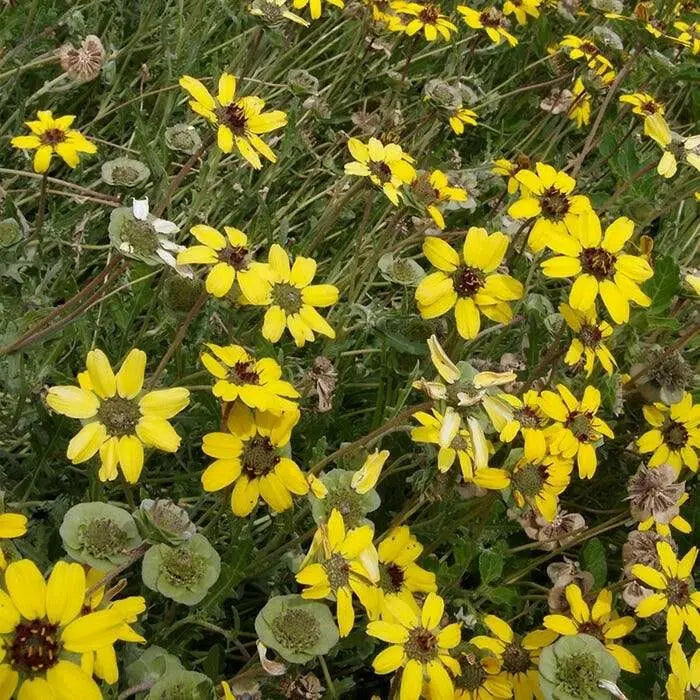 Chocolate  Flowers (BERLANDIERA lyriata ) 10 Seeds - Green Eyes ,Chocolate Drop, - Caribbean garden seed