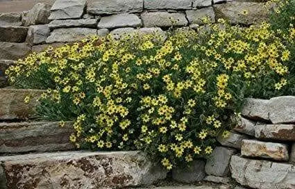 Chocolate  Flowers (BERLANDIERA lyriata ) 10 Seeds - Green Eyes ,Chocolate Drop, - Caribbean garden seed