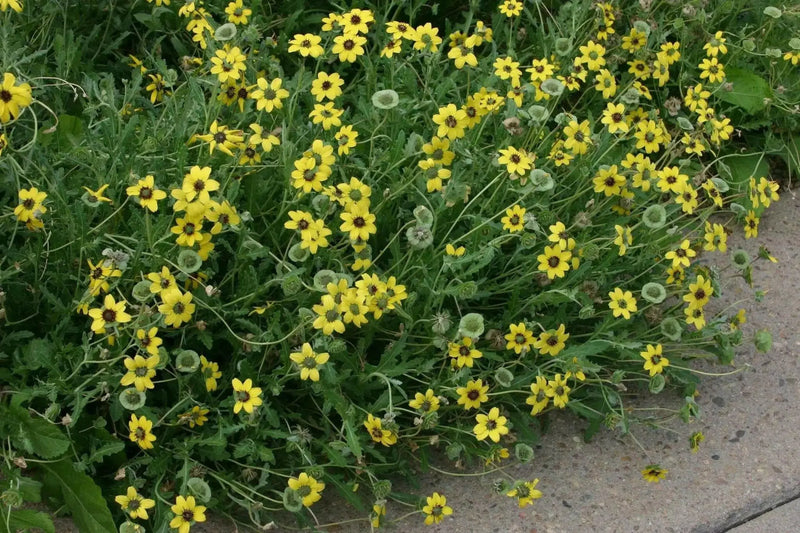 Chocolate  Flowers (BERLANDIERA lyriata ) 10 Seeds - Green Eyes ,Chocolate Drop, - Caribbean garden seed