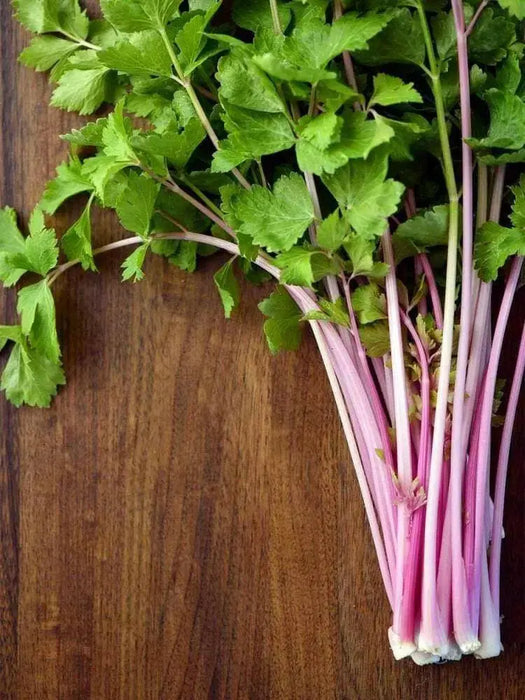 CHINESE PINK CELERY SEEDS ,ANNUAL VEGETABLE - Caribbean garden seed
