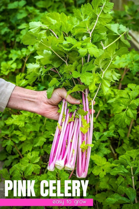 CHINESE PINK CELERY SEEDS ,ANNUAL VEGETABLE - Caribbean garden seed