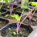 CHINESE PINK CELERY SEEDS ,ANNUAL VEGETABLE - Caribbean garden seed