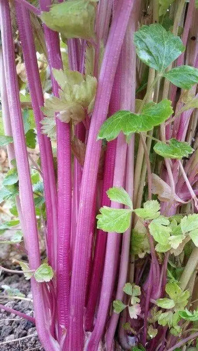 CHINESE PINK CELERY SEEDS ,ANNUAL VEGETABLE - Caribbean garden seed