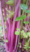 CHINESE PINK CELERY SEEDS ,ANNUAL VEGETABLE - Caribbean garden seed