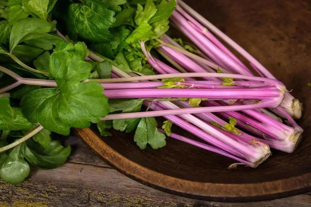 CHINESE PINK CELERY SEEDS ,ANNUAL VEGETABLE - Caribbean garden seed