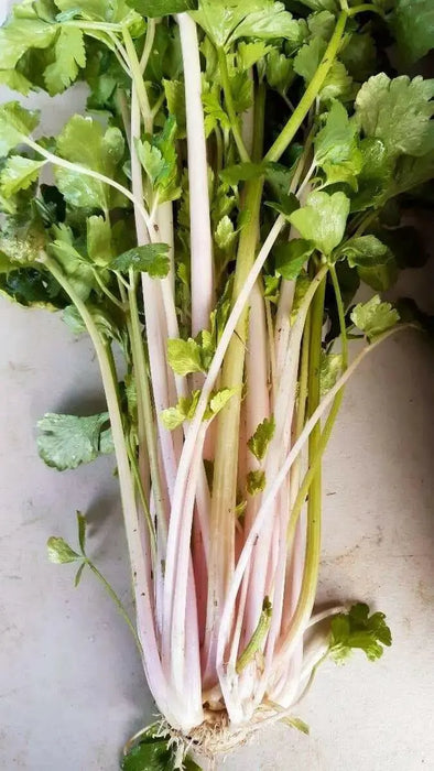 CHINESE PINK CELERY SEEDS ,ANNUAL VEGETABLE - Caribbean garden seed