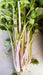 CHINESE PINK CELERY SEEDS ,ANNUAL VEGETABLE - Caribbean garden seed