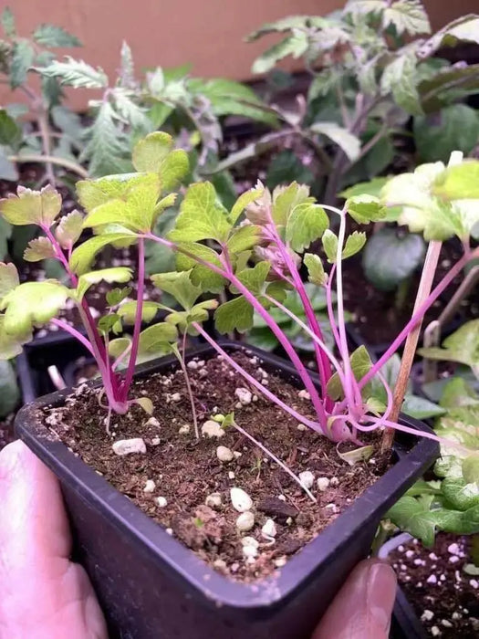 CHINESE PINK CELERY SEEDS ,ANNUAL VEGETABLE - Caribbean garden seed