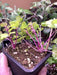 CHINESE PINK CELERY SEEDS ,ANNUAL VEGETABLE - Caribbean garden seed