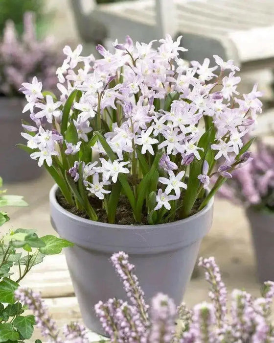 Chionodoxa  Bulbs - Pink Giant ,glory of snow - Caribbean garden seed