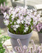 Chionodoxa  Bulbs - Pink Giant ,glory of snow - Caribbean garden seed