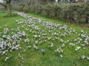 Chionodoxa  Bulbs - Pink Giant ,glory of snow - Caribbean garden seed