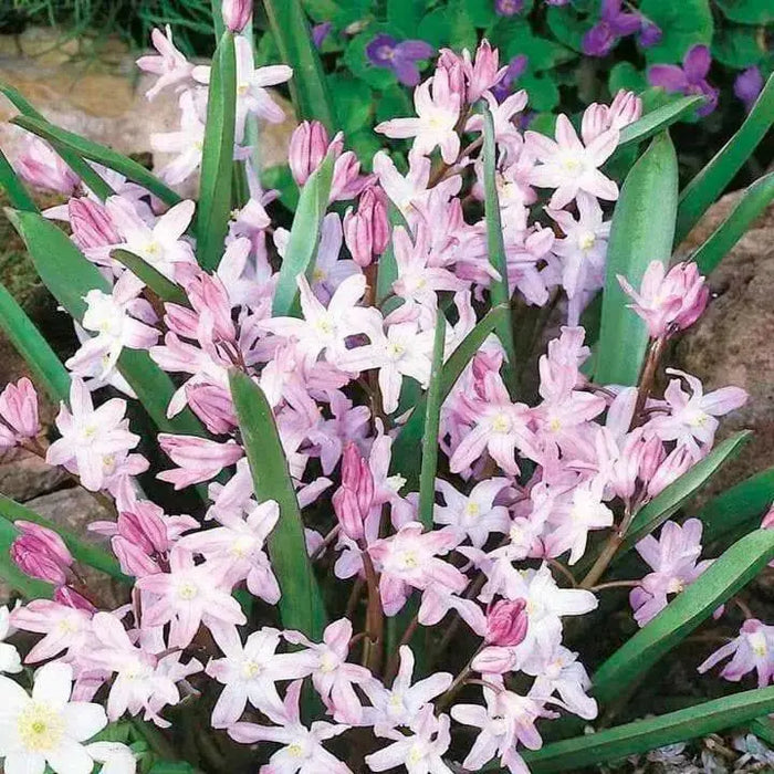 Chionodoxa  Bulbs - Pink Giant ,glory of snow - Caribbean garden seed