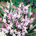 Chionodoxa  Bulbs - Pink Giant ,glory of snow - Caribbean garden seed