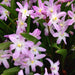 Chionodoxa  Bulbs - Pink Giant ,glory of snow - Caribbean garden seed