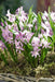 Chionodoxa  Bulbs - Pink Giant ,glory of snow - Caribbean garden seed