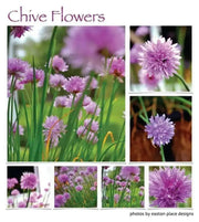 Chives Seeds,(Allium Schoenoprasum)  flowers herb, natural insect repellent - Caribbean garden seed