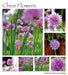 Chives Seeds,(Allium Schoenoprasum)  flowers herb, natural insect repellent - Caribbean garden seed