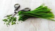 Chives Seeds,(Allium Schoenoprasum)  flowers herb, natural insect repellent - Caribbean garden seed