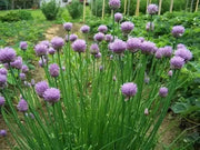 Chives Seeds,(Allium Schoenoprasum)  flowers herb, natural insect repellent - Caribbean garden seed