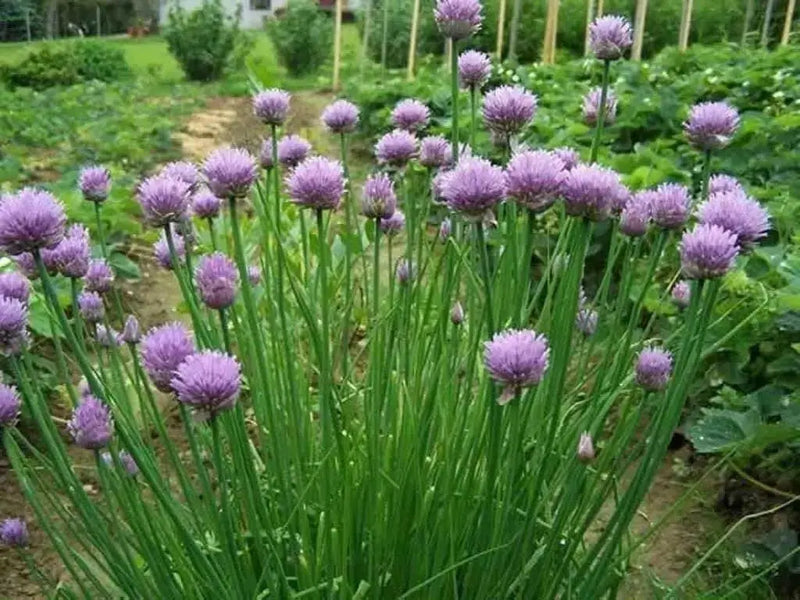 Chives Seeds,(Allium Schoenoprasum)  flowers herb, natural insect repellent - Caribbean garden seed