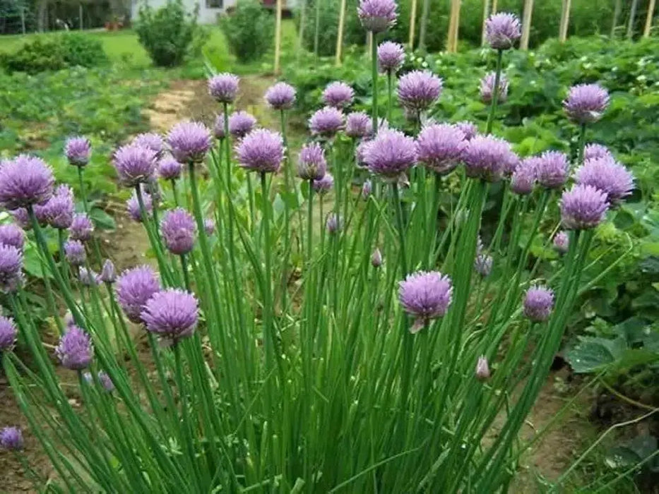 Chives Seeds,(Allium Schoenoprasum)  flowers herb, natural insect repellent - Caribbean garden seed