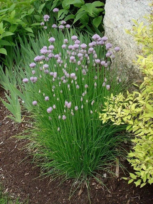 Chives Seeds,(Allium Schoenoprasum)  flowers herb, natural insect repellent - Caribbean garden seed