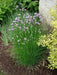 Chives Seeds,(Allium Schoenoprasum)  flowers herb, natural insect repellent - Caribbean garden seed