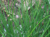 Chives Seeds,(Allium Schoenoprasum)  flowers herb, natural insect repellent - Caribbean garden seed