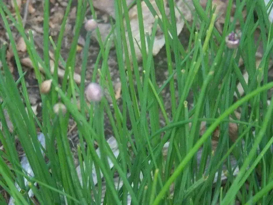 Chives Seeds,(Allium Schoenoprasum)  flowers herb, natural insect repellent - Caribbean garden seed