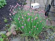 Chives Seeds,(Allium Schoenoprasum)  flowers herb, natural insect repellent - Caribbean garden seed
