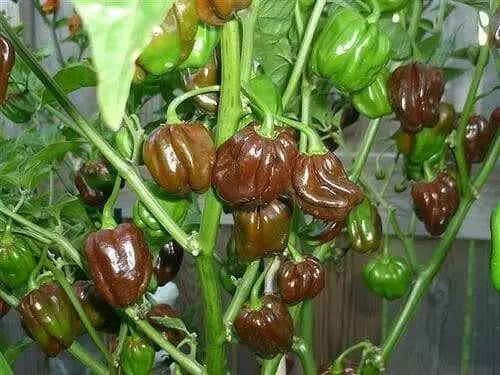CHOCOLATE Scotch Bonnet ,Live Pepper Plant, 3 ''POT - Caribbean garden seed