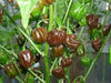 CHOCOLATE Scotch Bonnet ,Live Pepper Plant, 3 ''POT - Caribbean garden seed