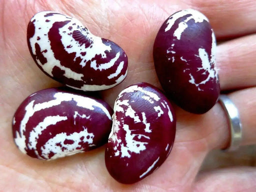 Christmas Lima beans (pole ) butter bean seed - Caribbean garden seed