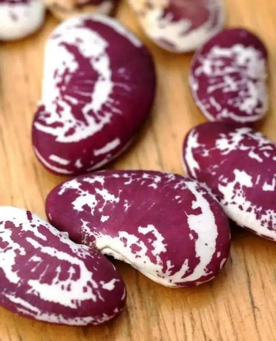 Christmas Lima beans (pole ) butter bean seed - Caribbean garden seed