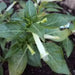 Cigar Plant -(WHITE) PERENNIAL FLOWERS SEED - Caribbean garden seed