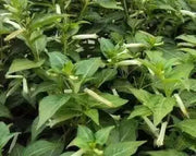 Cigar Plant -(WHITE) PERENNIAL FLOWERS SEED - Caribbean garden seed
