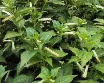 Cigar Plant -(WHITE) PERENNIAL FLOWERS SEED - Caribbean garden seed