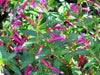 Cigar Plant -(PINK) PERENNIAL ,FLOWERS SEED - Caribbean garden seed