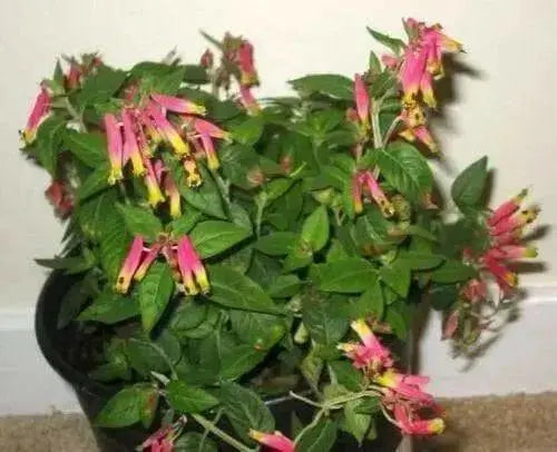 Cigar Plant -(PINK) PERENNIAL ,FLOWERS SEED - Caribbean garden seed