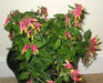 Cigar Plant -(PINK) PERENNIAL ,FLOWERS SEED - Caribbean garden seed