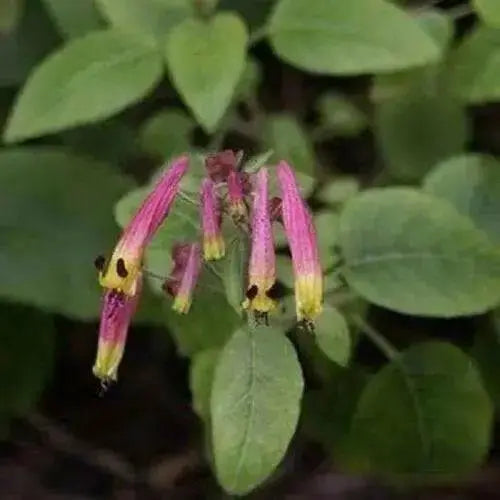 Cigar Plant -(PINK) PERENNIAL ,FLOWERS SEED - Caribbean garden seed