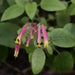 Cigar Plant -(PINK) PERENNIAL ,FLOWERS SEED - Caribbean garden seed