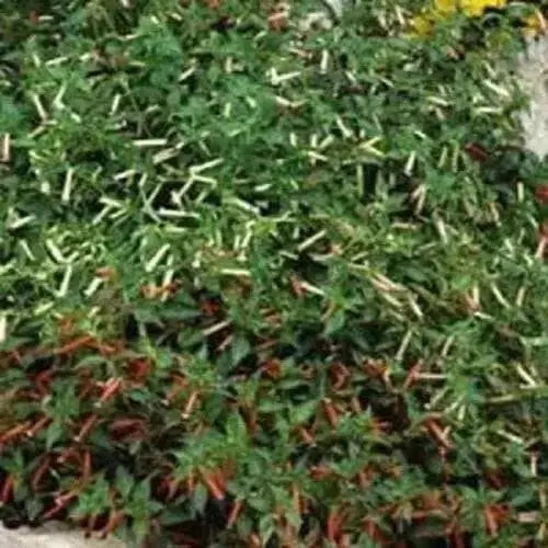Cigar Plant (MIXED) PERENNIAL FLOWERS SEED - Caribbean garden seed